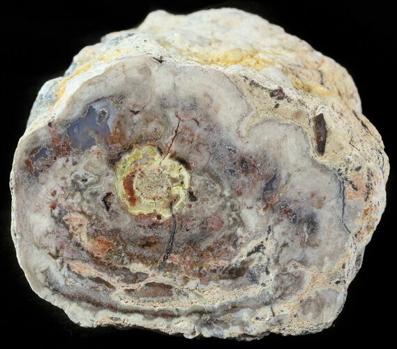 Stromatolite Covered Petrified Wood Limb - California #47054